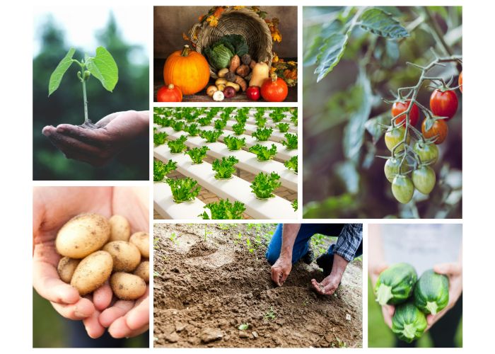 Fourniture de solutions agricoles en Algérie