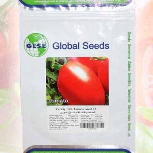 Semence tomate hybride