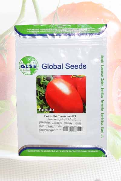 Semence tomate hybride