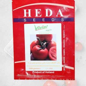 Semence tomate hybride