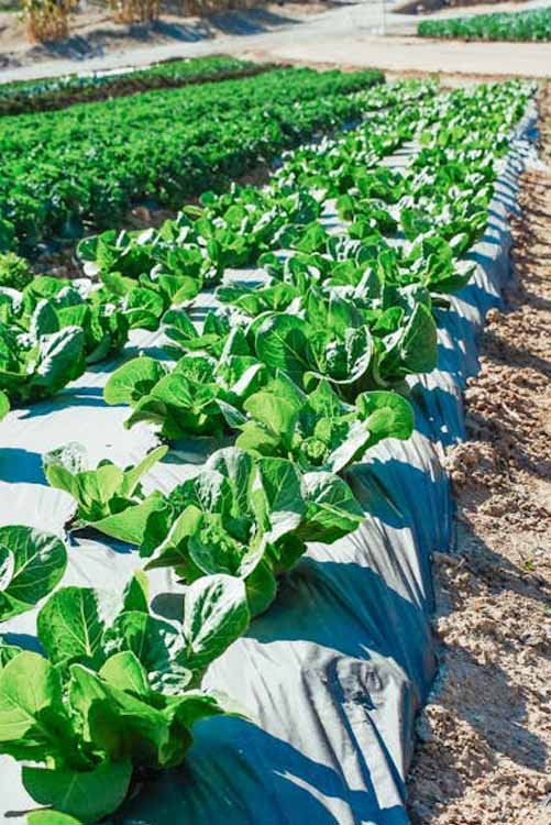 a-propos-vivial-algerie-2